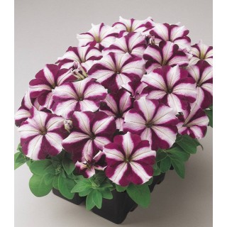 Petunia multiflora Mirage Burgundy Star