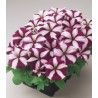 Petunia multiflora Mirage Burgundy Star