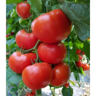 Seminte de tomate Dinakor F1 - 500 sem