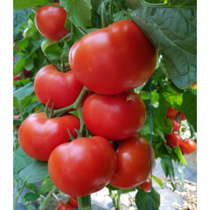 Seminte de tomate Dinakor F1 - 500 sem