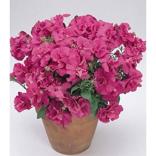 Petunia multiflora Double Duo Pink Satin