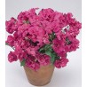 Petunia multiflora Double Duo Pink Satin
