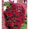 Petunia curgatoare Shock Wave F1 (250 seminte)