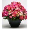 Petunia Fuseables Lime Coral F1 (250 seminte)