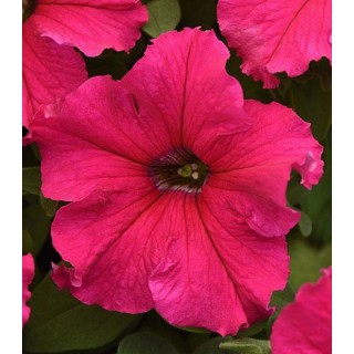 Petunia Supercascade F1 Rose (1000 seminte)
