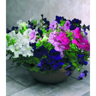 Petunia grandiflora Eagle F1 Mix