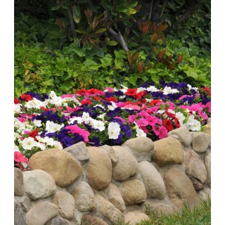 Petunia grandiflora EZ Rider F1 (1000 sem)