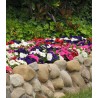 Petunia grandiflora EZ Rider F1 (1000 sem)