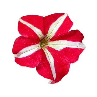 Petunia Falcon Red and White F1, diverse ambalari