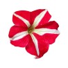 Petunia Falcon Red and White F1, diverse ambalari