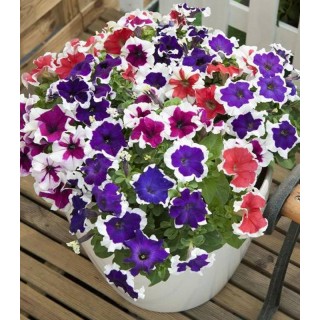 Petunia grandiflora Hulahoop F1 Mix 