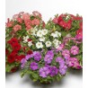 Petunia curgatoare Picobella Cascade F1, diverse ambalari