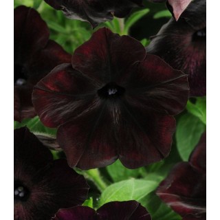 Petunia multiflora Debonair Black Cherry