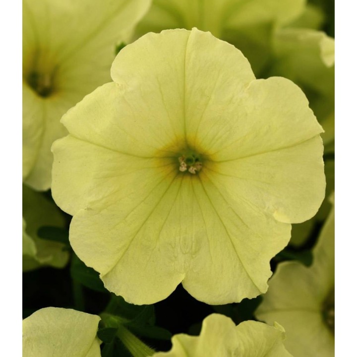 Petunia multiflora Debonair Lime Green