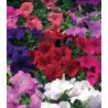 Petunia curgatoare Ramblin F1, diverse ambalari