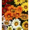 Gazania Big Kiss Mix F1 (250 seminte)