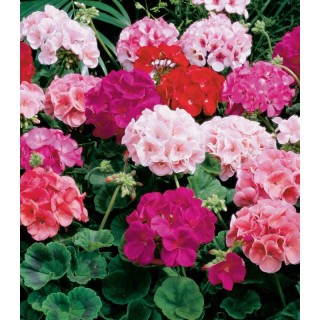 Pelargonium hort. Horizon F1 Formula Mix (250 sem)
