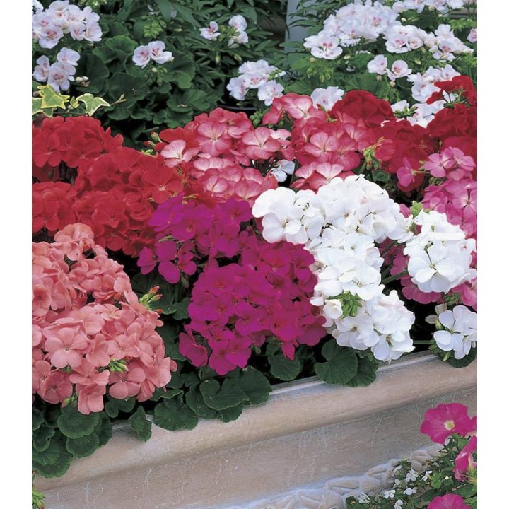 Pelargonium hort. Multibloom Mix F1, 250 seminte