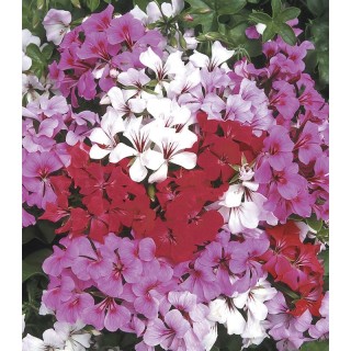 Pelargonium pelt. Tornado Mix F1 (250 sem)