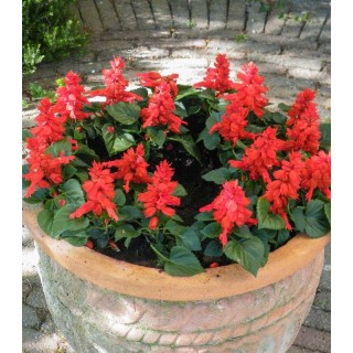 Salvia splendens Matches Red (1000 seminte)