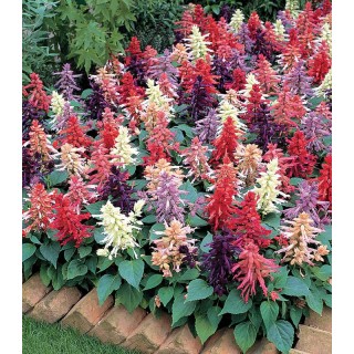 Salvia splendens Vista Mix (1000 seminte)