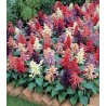 Salvia splendens Vista Mix (1000 seminte)