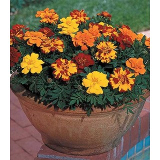 Tagetes patula Durango (1000 seminte)