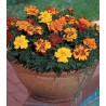 Tagetes patula Durango (1000 seminte)