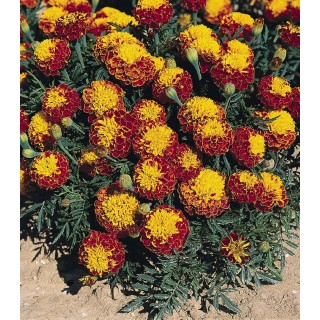 Tagetes patula Hero Spry (1000 seminte)