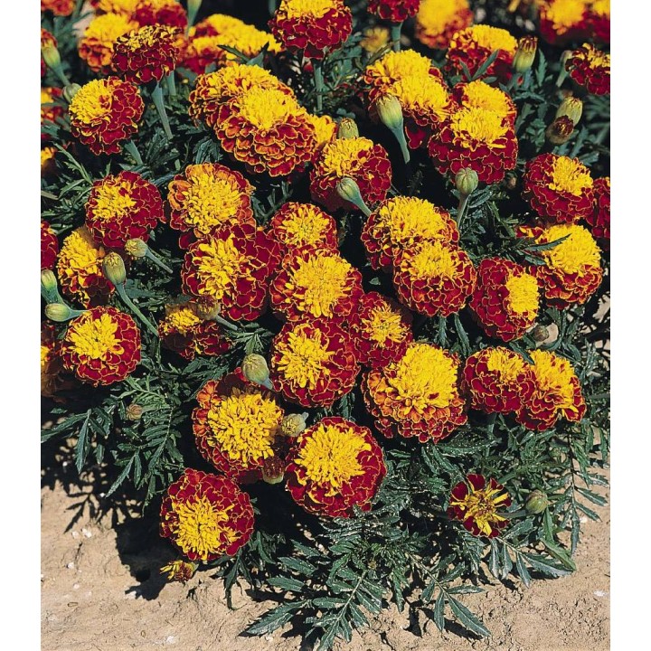 Tagetes patula Hero Spry (1000 seminte)