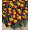 Tagetes patula Hero Spry (1000 seminte)