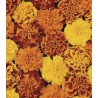 Tagetes patula Bonanza Mix (1000 sem)
