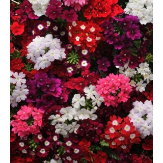 Verbena hybrida Quartz Formula Mix F1 (1000 sem)