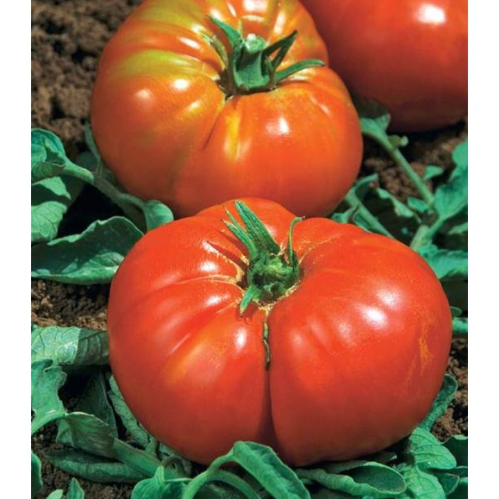 seminte de tomate Delizia F1