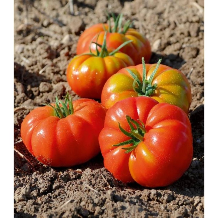 rosii crete delizia F1