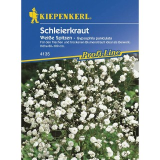 seminte de Gypsophila paniculata, 25 seminte