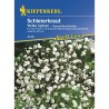 seminte de Gypsophila paniculata, 25 seminte