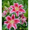 Crin oriental Stargazer 