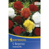 Begonia Fimbriata Mix (5 bulbi)