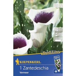 Calla Vermer (1 bulb)