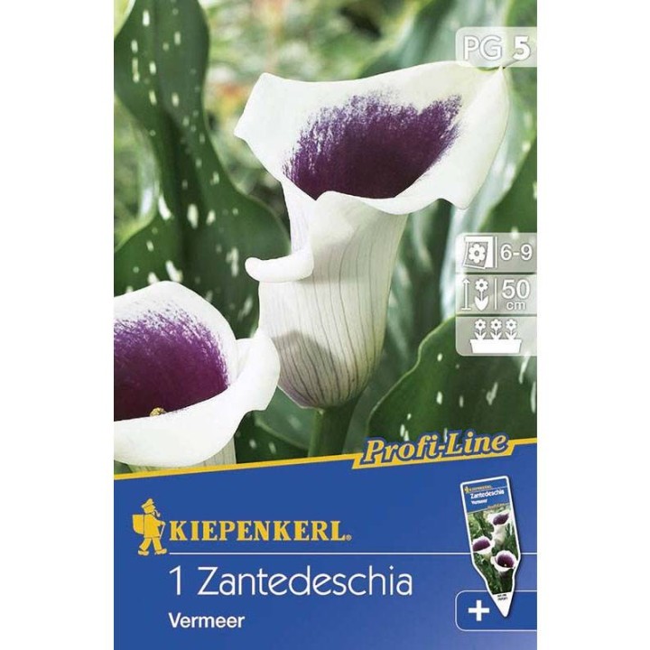 Calla Vermer (1 bulb)