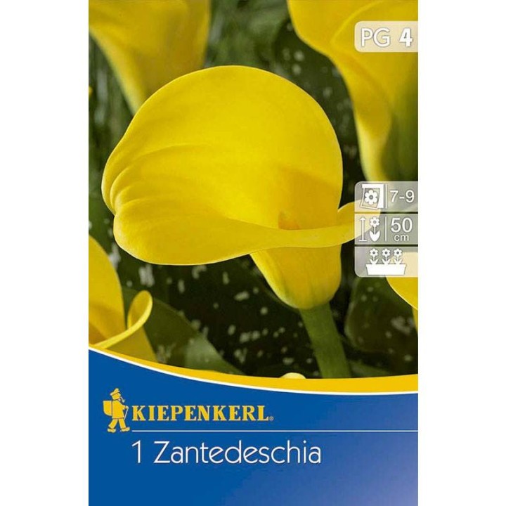 Calla Galbena (1 bulb)