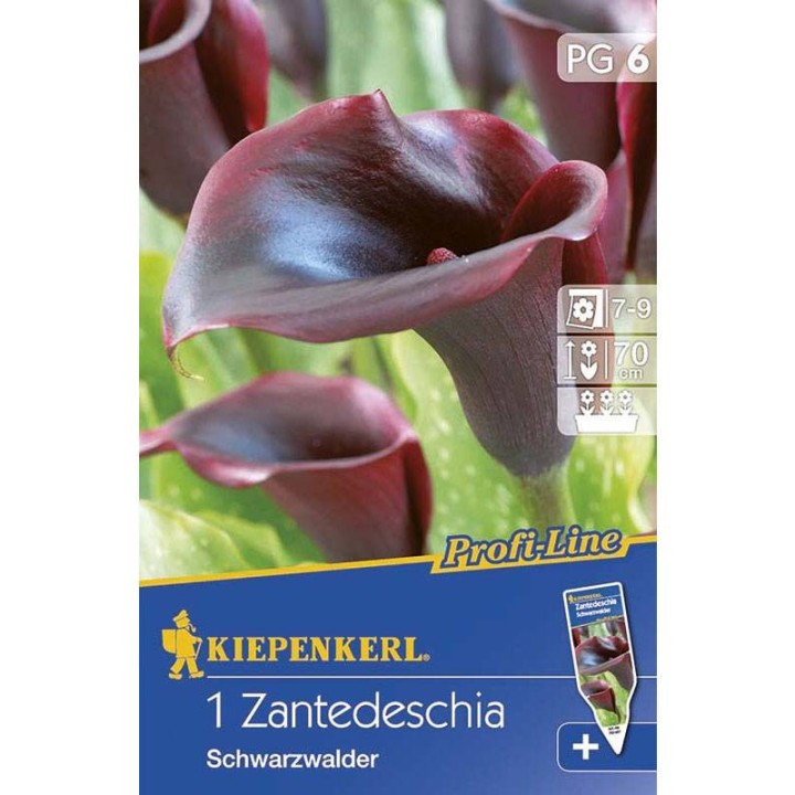 Calla Schwarzwalder, violet-negru (1 bulb)
