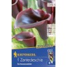 Calla Schwarzwalder, violet-negru (1 bulb)