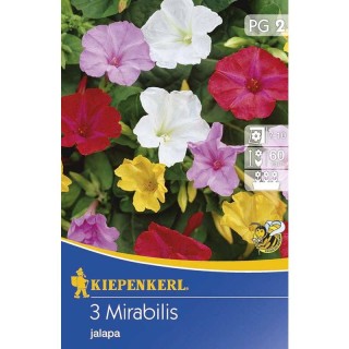 Mirabilis Jalapa - Noptita (3 bulbi)
