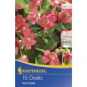 Oxalis deppei Iron Cross (15 bulbi)