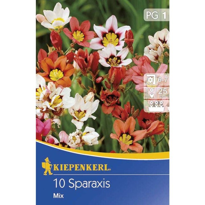 bulbi de Sparaxis