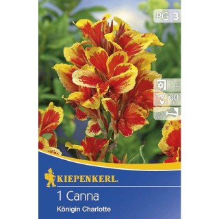 canna indica queen charlotte