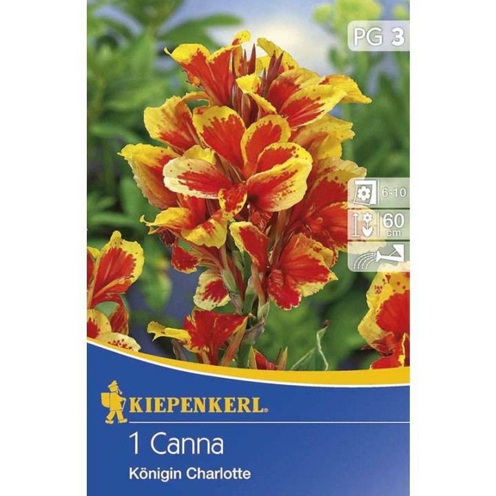 canna indica queen charlotte
