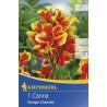 canna indica queen charlotte